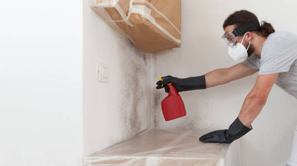 Basement Mold Remediation treatment on basement walls in Kersey